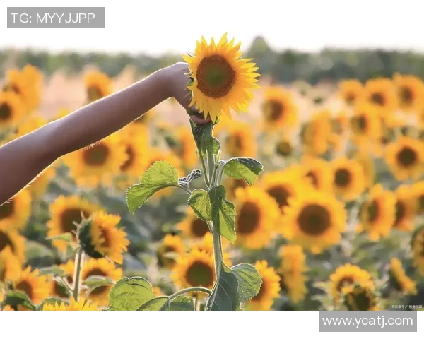 何思雨：在风雨中绽放的坚韧与希望之花