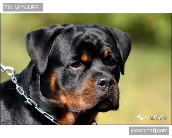 布拉加与艾维斯精彩对决直播全程回顾与分析 布拉加与艾维斯精彩对决直播全程回顾与分析